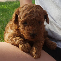 Gingerie - Radiant Red Poodles - Red Poodle Puppy - Email For More Information