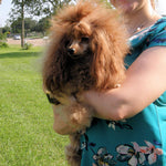 Butters - A Red Radiant Red Poodles Dam