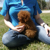 SOLD - Tiny Toy Red Poodle Puppy, 3 Pound Female, Radiant Red Poodles, Email For Information