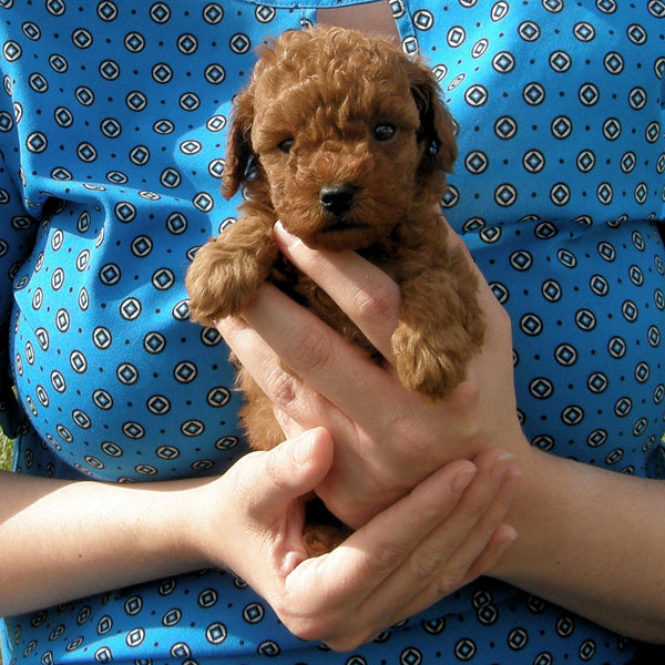 SOLD - Red Male Poodle Puppy 1, Radiant Red Poodles, Email For Information