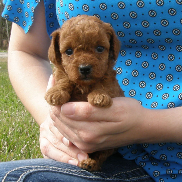 SOLD - Red Male Poodle Puppy 2, Radiant Red Poodles, Email For Information
