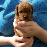 SOLD - Red Male Poodle Puppy 2, Radiant Red Poodles, Email For Information