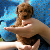 SOLD - Red Male Poodle Puppy 3, Radiant Red Poodles, Email for Information