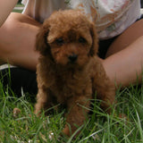 SOLD - Red Male Poodle Puppy 3, Radiant Red Poodles, Email for Information