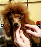 Hans - A Radiant Red Poodles Sire