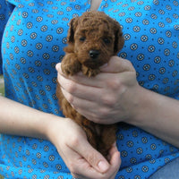 Radiant Red Poodles, Past Poodle Puppies,  Red Female Poodle Puppy 2, Email For Black, Apricot or Red Poodle Puppies, SOLD