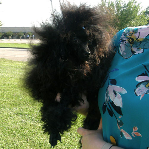 Black Poodle Adult Male, Mister, Radiant Red Poodles, Email For Information