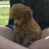 Radiant Red Poodles, Past Poodle Puppies, Spree Girl 5, wspf061022, Email For Black, Apricot or Red Poodle Puppies, SOLD