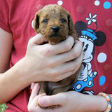 Radiant Red Poodles, Past Poodle Puppies, Spree Girl 1, bgfr060122, Email For Black, Cream, Apricot or Red Poodle Puppies, SOLD