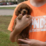 Radiant Red Poodles, Past Poodle Puppies, Spree Girl 1, bgfr060122, Email For Black, Cream, Apricot or Red Poodle Puppies, SOLD