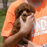 Radiant Red Poodles, Past Poodle Puppies, Spree Girl 2, cnf061022, Email For Black, Cream, Apricot or Red Poodle Puppies, SOLD