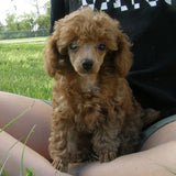 Radiant Red Poodles, Past Poodle Puppies, Spree Girl 2, cnf061022, Email For Black, Cream, Apricot or Red Poodle Puppies, SOLD