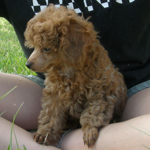 Radiant Red Poodles, Past Poodle Puppies, Spree Girl 2, cnf061022, Email For Black, Cream, Apricot or Red Poodle Puppies, SOLD