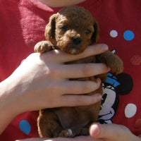Radiant Red Poodles, Past Poodle Puppies, Spree Girl 3, cwtf061022, Email For Black, Cream, Apricot or Red  Poodle Puppy, SOLD