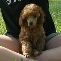 Radiant Red Poodles, Past Poodle Puppies, Spree Girl 3, cwtf061022, Email For Black, Cream, Apricot or Red  Poodle Puppy, SOLD
