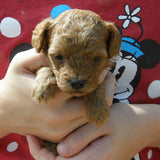 Radiant Red Poodles, Past Poodle Puppies, Spree Girl 4, smf061022, Email For Black, Apricot or Red Poodle Puppies, SOLD