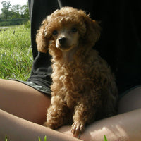Radiant Red Poodles, Past Poodle Puppies, Spree Girl 4, smf061022, Email For Black, Apricot or Red Poodle Puppies, SOLD